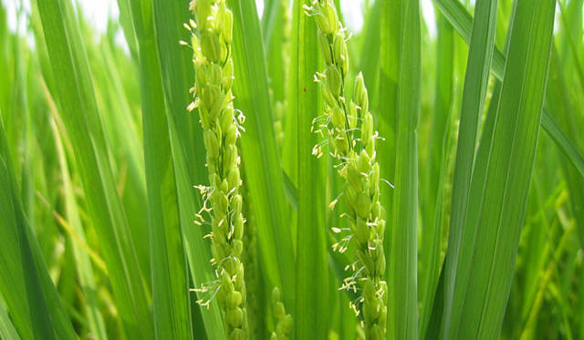 <strong>和醸和楽｜泉橋酒造</strong>　受粉後の山田錦