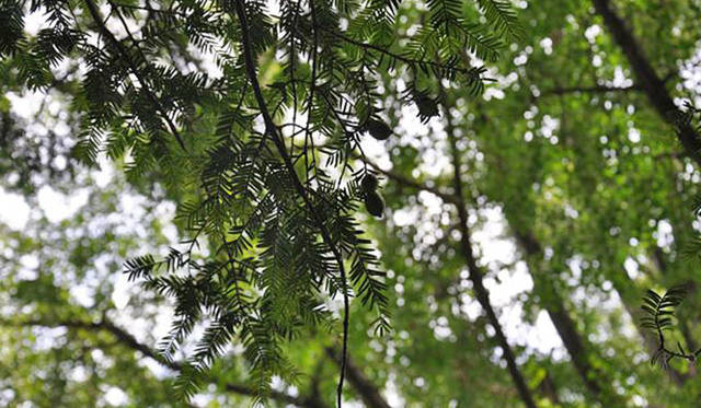 <b>塚田有一│みどりの触知学</b>　富貴寺 かやのき