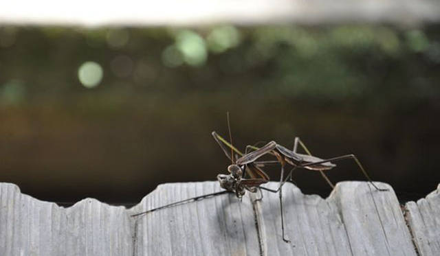 <b>塚田有一│みどりの触知学</b>　富貴寺 かまきりともぐい