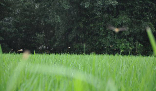<b>塚田有一│みどりの触知学</b>　トンボとたんぼ