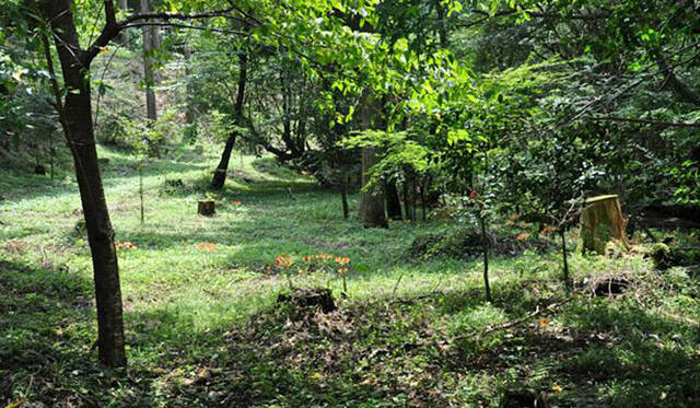 <b>塚田有一│みどりの触知学</b>　山吹水源花