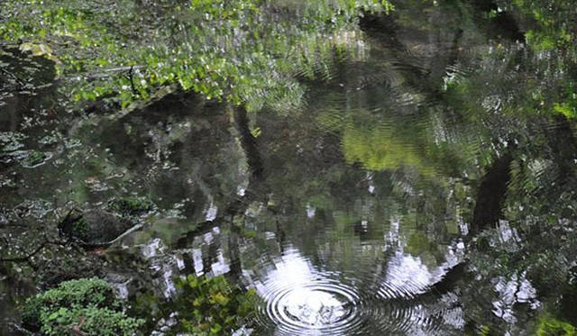 <b>塚田有一│みどりの触知学</b>　山吹水源