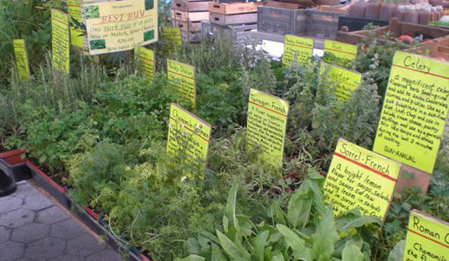 <strong>Munemi｜Munemi meet Rajaa Chbani</strong>　Union Sq Greenmarket