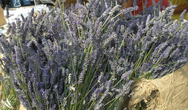 <strong>Munemi｜Munemi meet Rajaa Chbani</strong>　Union Sq Greenmarket
