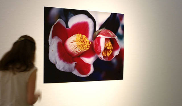 <strong>ヨコハマトリエンナーレ2011</strong>　荒木経惟  「被災花」