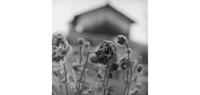 <strong>写心気 243</strong> Photo by 立木義浩