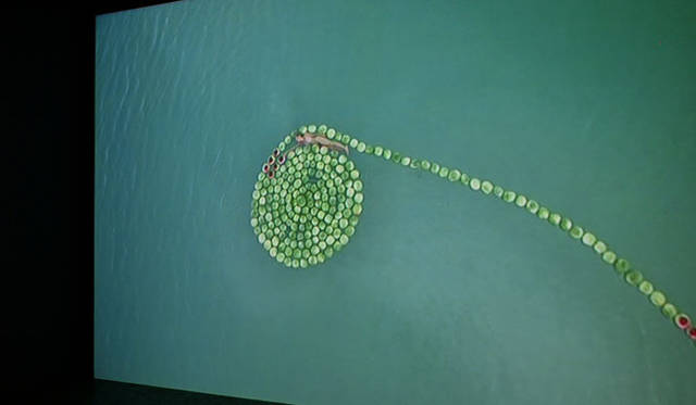 <strong>ヨコハマトリエンナーレ2011</strong>　シガリット・ランダウ 「死視」