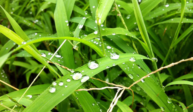 <strong>生方ななえ｜夏空のころ</strong>　朝露。