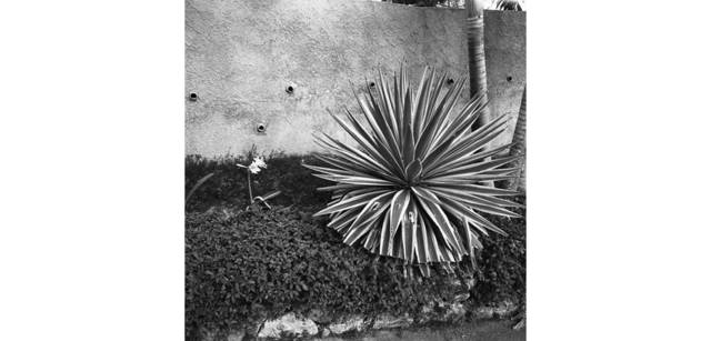 <strong>写心気 245</strong> Photo by 立木義浩