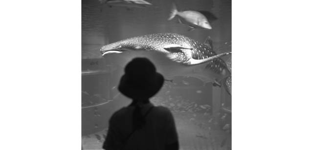 <strong>写心気 246</strong> Photo by 立木義浩