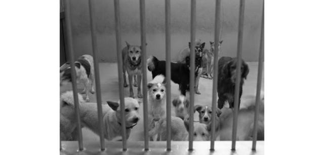 <strong>写心気 259</strong> Photo by 立木義浩