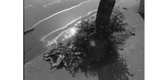 <strong>写心気 261</strong> Photo by 立木義浩