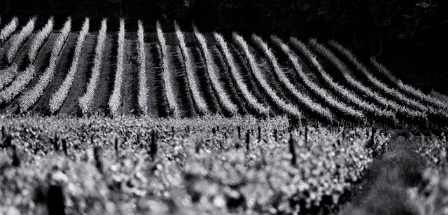 <strong>LOUIS XIII｜ルイ13世</strong>　