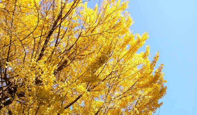 <strong>生方ななえ｜柿の魔法</strong>