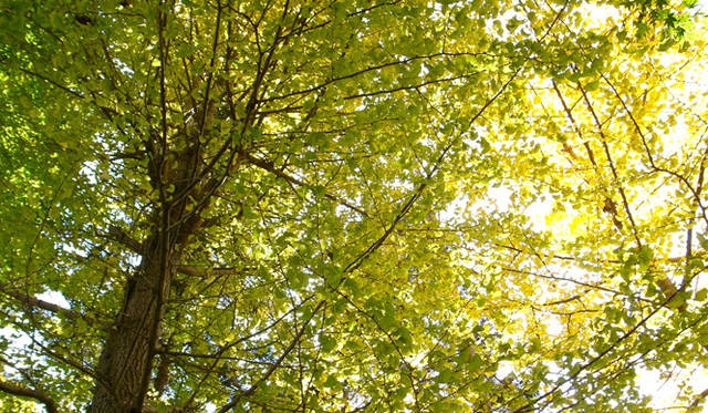 <strong>生方ななえ｜柿の魔法</strong>