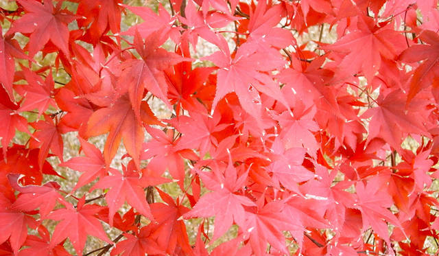 <strong>生方ななえ｜柿の魔法</strong>