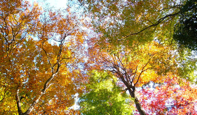 <strong>生方ななえ｜柿の魔法</strong>