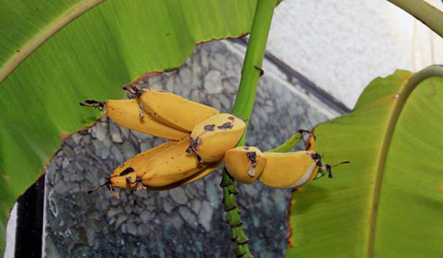 <strong>Munemi｜Munemi meet Rajaa Chbani</strong>　Rajaaのお庭のバナナ