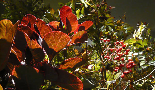 <strong>伊勢丹｜イセタンメンズ レジデンス</strong>　「ニコライバーグマン」フラワーアレンジメント講座開催　10月27日（木）・28日（金）