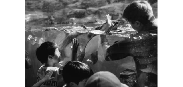 <strong>写心気 296</strong> Photo by 立木義浩