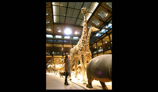 <strong>生方ななえ｜パリとキリンと地図帖</strong>　キリンの剥製。