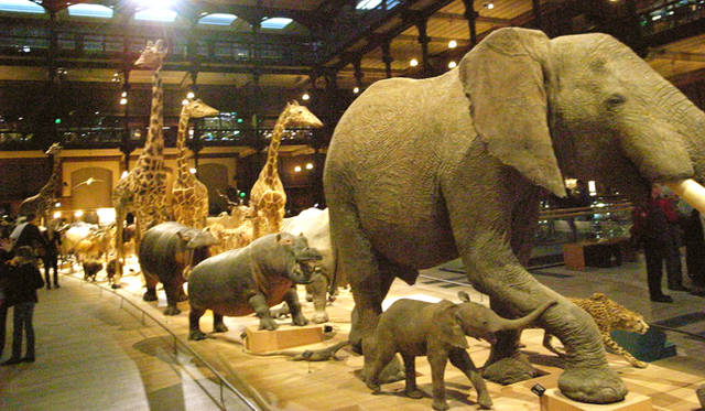 <strong>生方ななえ｜パリとキリンと地図帖</strong>　パリの国立自然史博物館。