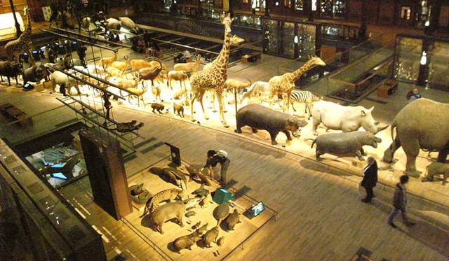 <strong>生方ななえ｜パリとキリンと地図帖</strong>　パリの国立自然史博物館。