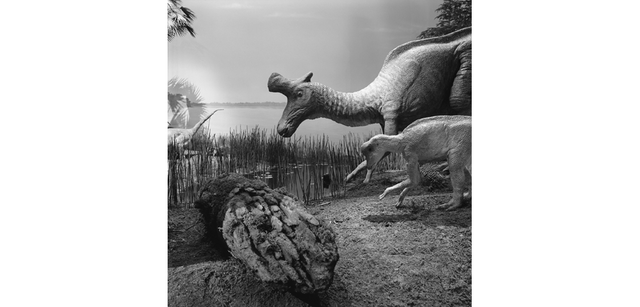 <strong>写心気 320</strong> Photo by 立木義浩