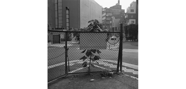 <strong>写心気 328</strong> Photo by 立木義浩