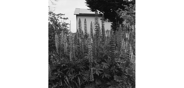 <strong>写心気 330</strong> Photo by 立木義浩