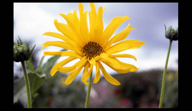 <strong>carnet de jardin｜松永 学</strong>　外でも黄色の花が真っ先に目に焼き付く