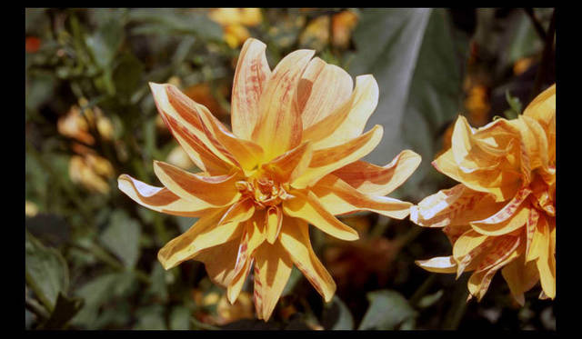 <strong>carnet de jardin｜松永 学</strong>　ダリアの一種か？