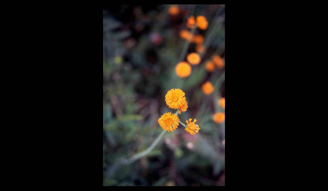 <strong>carnet de jardin｜松永 学</strong>　印象派とは