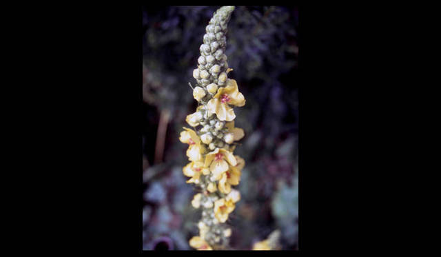 <strong>carnet de jardin｜松永 学</strong>　バーバスカム