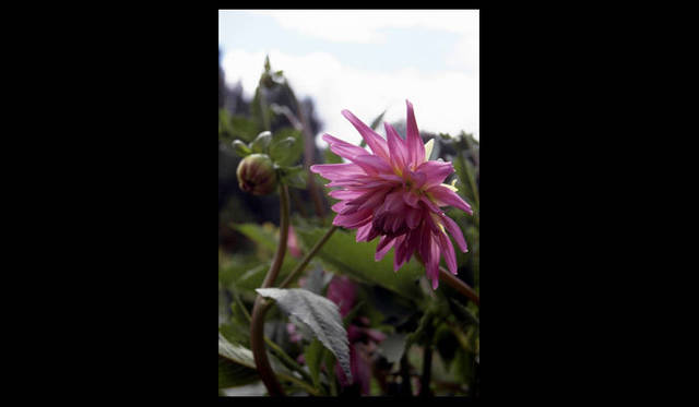 <strong>carnet de jardin｜松永 学</strong>　ピンクのダリア