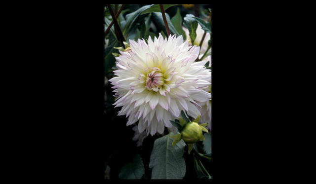 <strong>carnet de jardin｜松永 学</strong>　白のダリア