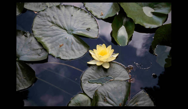 <strong>carnet de jardin｜松永 学</strong>　水面の雲が揺れる