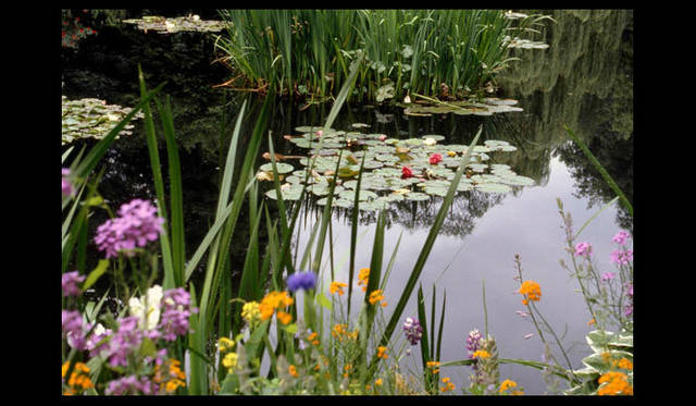 <strong>carnet de jardin｜松永 学</strong>　睡蓮