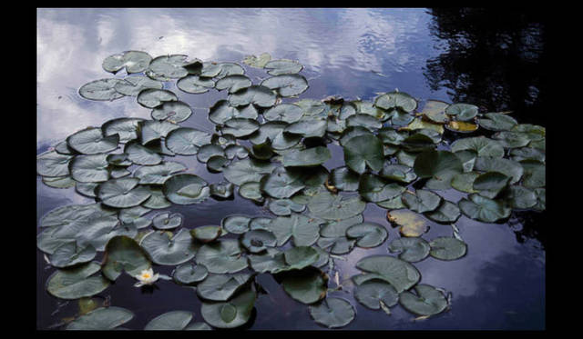 <strong>carnet de jardin｜松永 学</strong>　風で水面が波揺れる