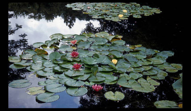 <strong>carnet de jardin｜松永 学</strong>　水面が黒くなる