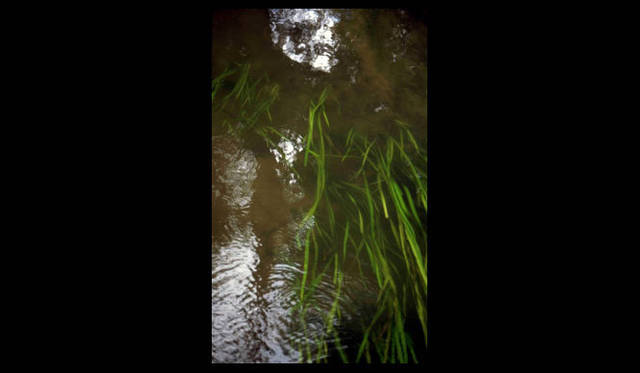 <strong>carnet de jardin｜松永 学</strong>　水草を見る