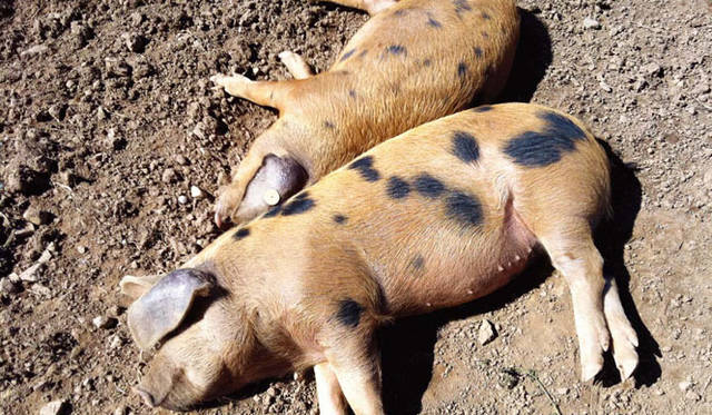 <strong>GRIFFIN｜グリフィン</strong>　LOVE LAND FARM