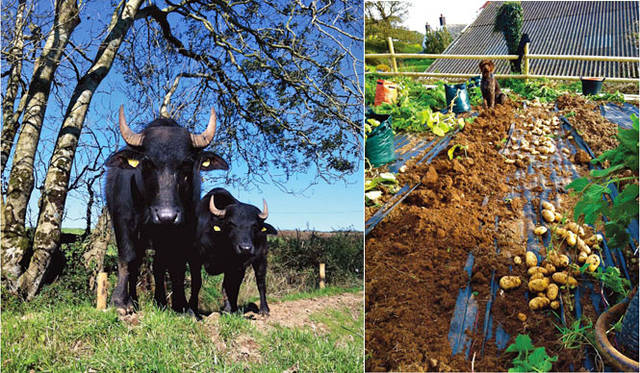 <strong>GRIFFIN｜グリフィン</strong>　LOVE LAND FARM