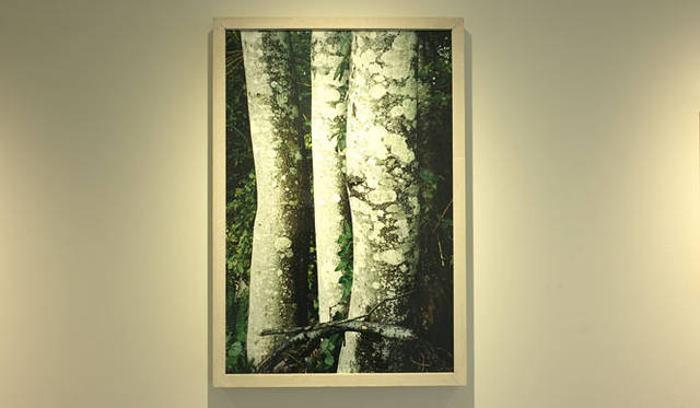 <strong>ホンマタカシ新作写真展 「その森の子供 mushrooms from the forest 2011」</strong>