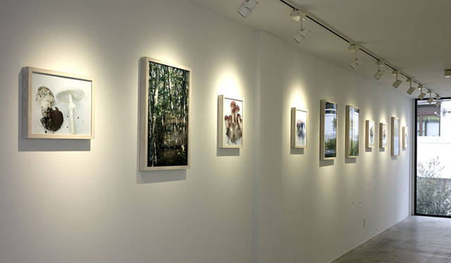 <strong>ホンマタカシ新作写真展 「その森の子供 mushrooms from the forest 2011」</strong>