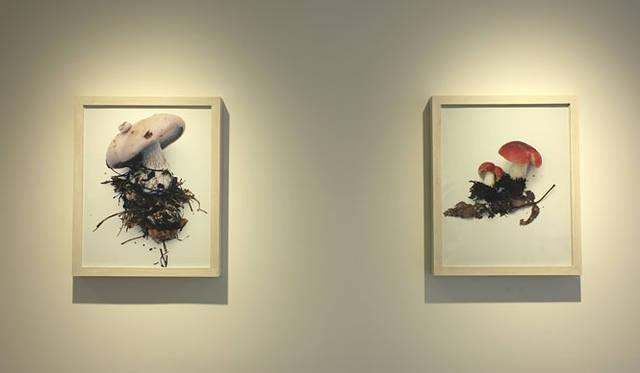 <strong>ホンマタカシ新作写真展 「その森の子供 mushrooms from the forest 2011」</strong>