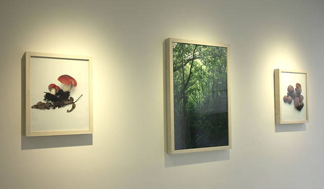 <strong>ホンマタカシ新作写真展 「その森の子供 mushrooms from the forest 2011」</strong>