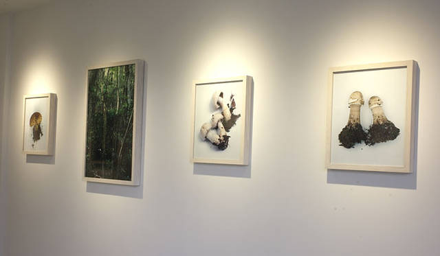 <strong>ホンマタカシ新作写真展 「その森の子供 mushrooms from the forest 2011」</strong>