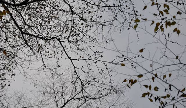 <b>塚田有一│みどりの触知学</b>　三徳山冬芽