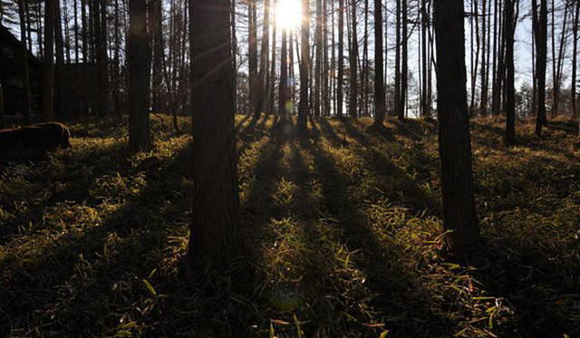 <b>塚田有一│みどりの触知学</b>　太陽の木